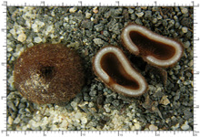 Genea hispidula